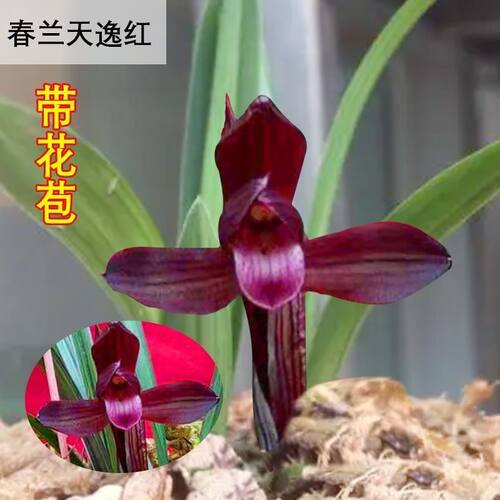 带花苞春兰矮种荷瓣兰花苗【天逸红】室内外花卉绿植阳台盆栽