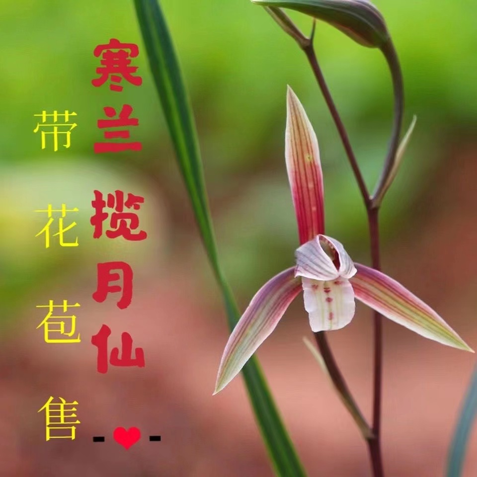 带花苞新品春兰【 揽月仙】浓香型室内办公阳台绿植 好养易活耐寒