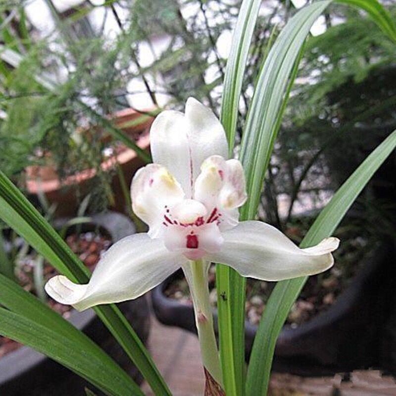 7-12月带花苞兰花大全【白玉复色】春兰大全室内外当年开花盆栽