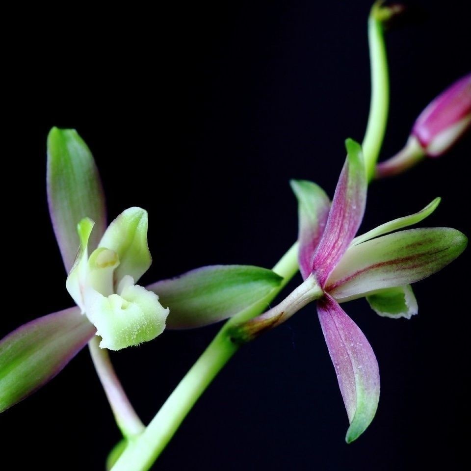 带花苞新品兰花苗【蕙兰彩素】兰花苗室内外盆栽阳台绿植花卉大全