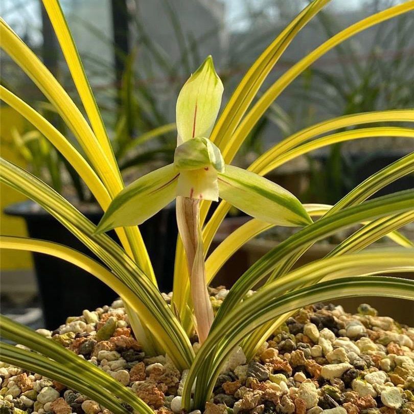 优质精选兰花苗春兰中矮种【金秋】浓香鲜花卉盆栽室内绿植物阳台