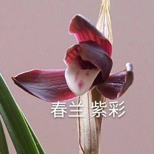 即将上花春兰荷瓣矮种兰花苗色花新品【紫彩】室内外盆栽花卉