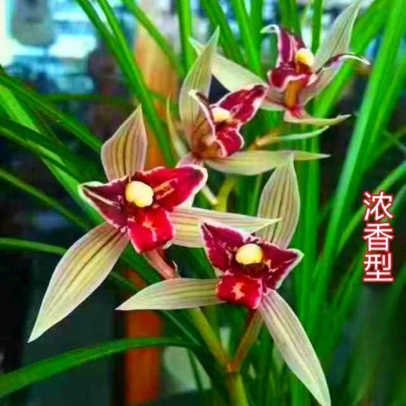 带花苞浓香型兰花【凤凰碟】奇花名贵细叶室内外当年开花花卉大全,鲜花速递/花卉仿真/绿植园艺,国兰/杂交兰/洋兰类,淘宝优惠券,粉丝福利购,淘宝优惠卷