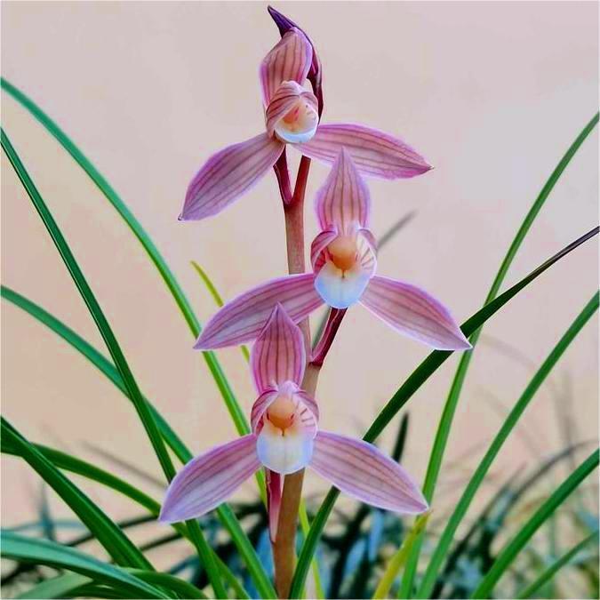 带花苞花卉大全【云红荷】细叶兰花苗云南名品好养开花浓香型绿植