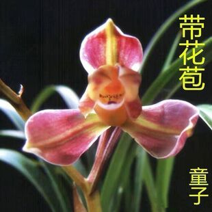 带花苞兰花苗春兰新品细叶【童子】精品梅瓣浓香室内外盆栽
