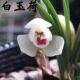 兰花带花苞浓香型春兰 白玉荷 名贵室内外花卉大全绿植盆栽植物