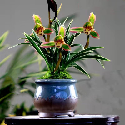 绿植盆栽水培矮种金边鹤艺兰花【帝王妃】浓香型花卉室内办公室