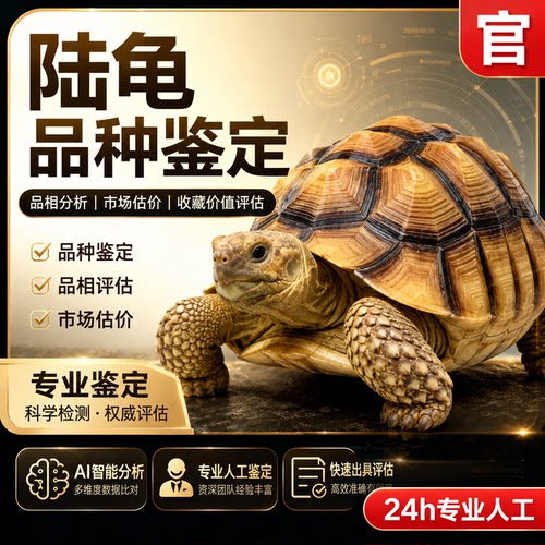 陆龟品种鉴定专业人工鉴定24h快速出结果市场价评估收藏价值