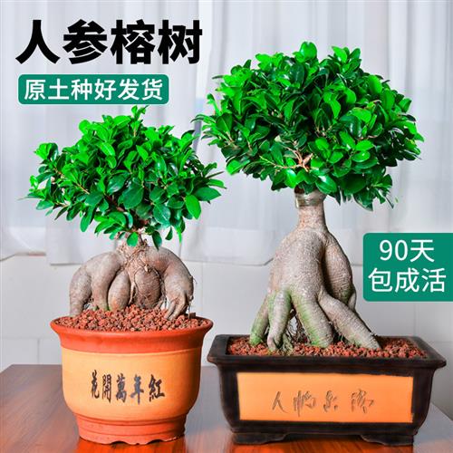 榕树盆景人参榕金钱榕小叶老桩大中小型趣味绿植室内庭院造型盆栽