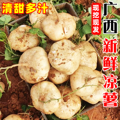 广西新鲜凉薯白地瓜现挖农家土瓜脆甜多汁沙葛地萝卜应季水果蔬菜