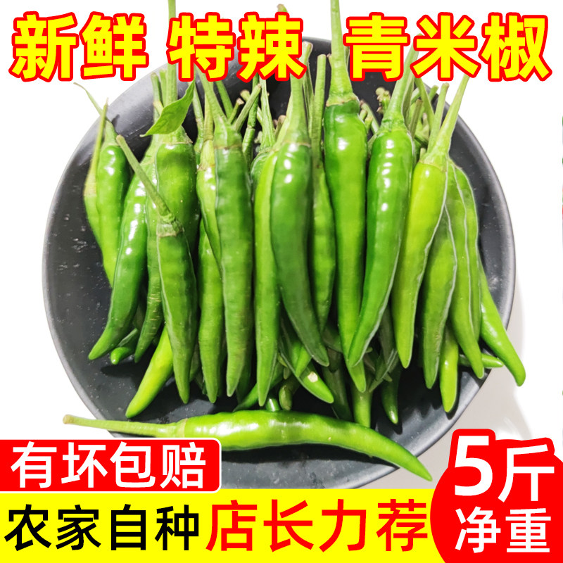 新鲜广西青米椒青辣椒新鲜特辣