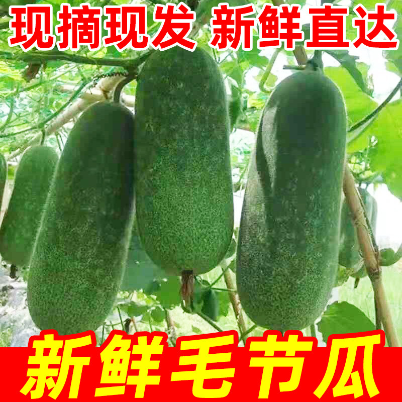广西新鲜毛节瓜现摘迷你小冬瓜农家自种小毛瓜新鲜蔬菜农产品特产
