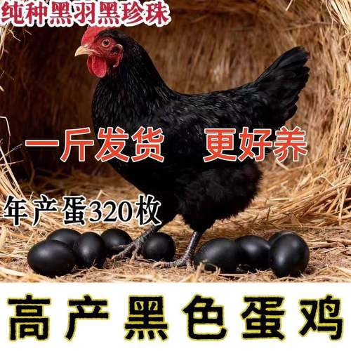 一斤【黑壳蛋鸡】黑壳蛋鸡营养丰富黑壳蛋鸡苗正宗可以下黑壳蛋的