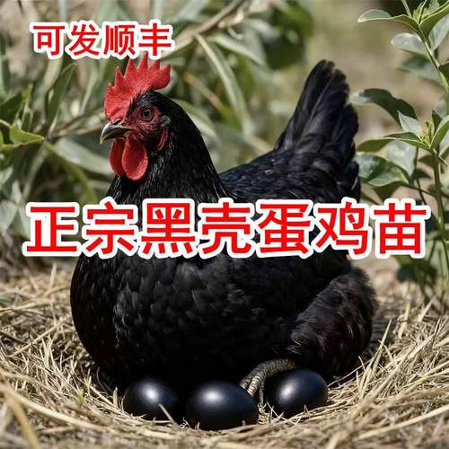 一斤正宗黑壳蛋鸡苗半大脱温黑凤鸡下黑壳蛋的鸡稀有品种小鸡活苗