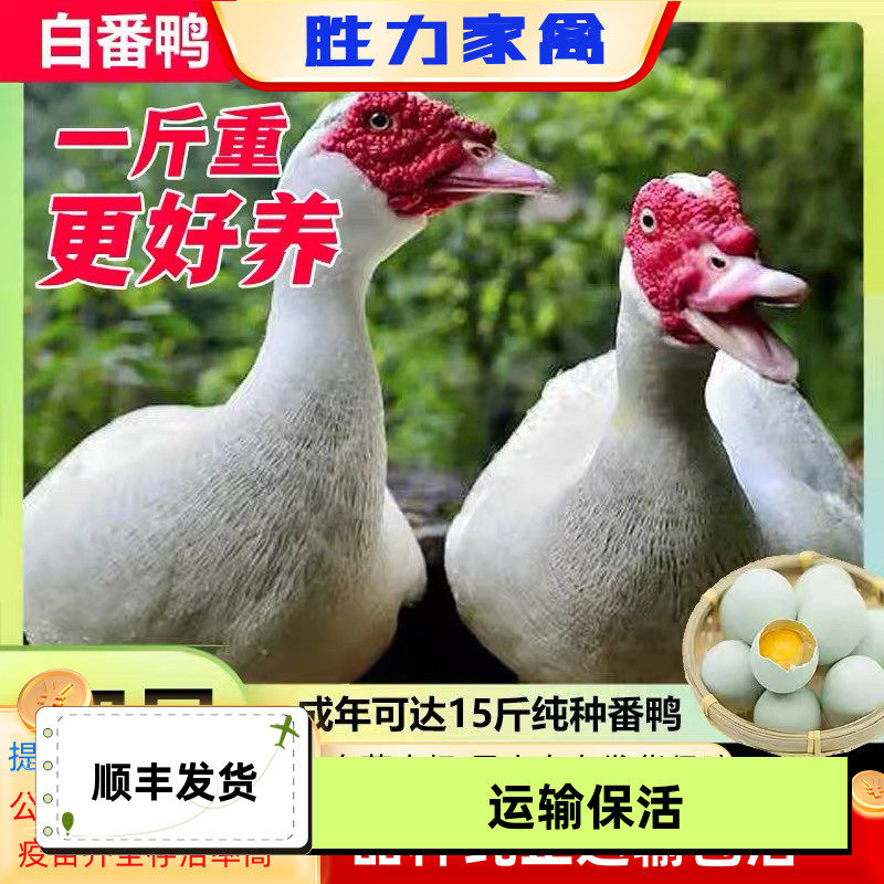 正宗纯种一斤白番鸭红脸番鸭活体白番鸭苗纯白散养特大种鸭下蛋鸭,农用物资,动物种苗,淘宝优惠券,粉丝福利购,淘宝优惠卷
