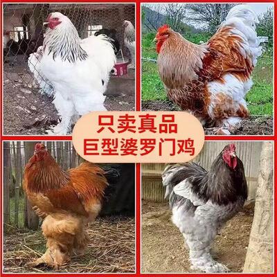 婆罗门鸡苗纯种进口特大