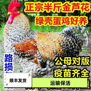 正宗半斤金芦花鸡苗纯种芦花鸡高产绿壳蛋鸡好养活大公鸡活苗便宜