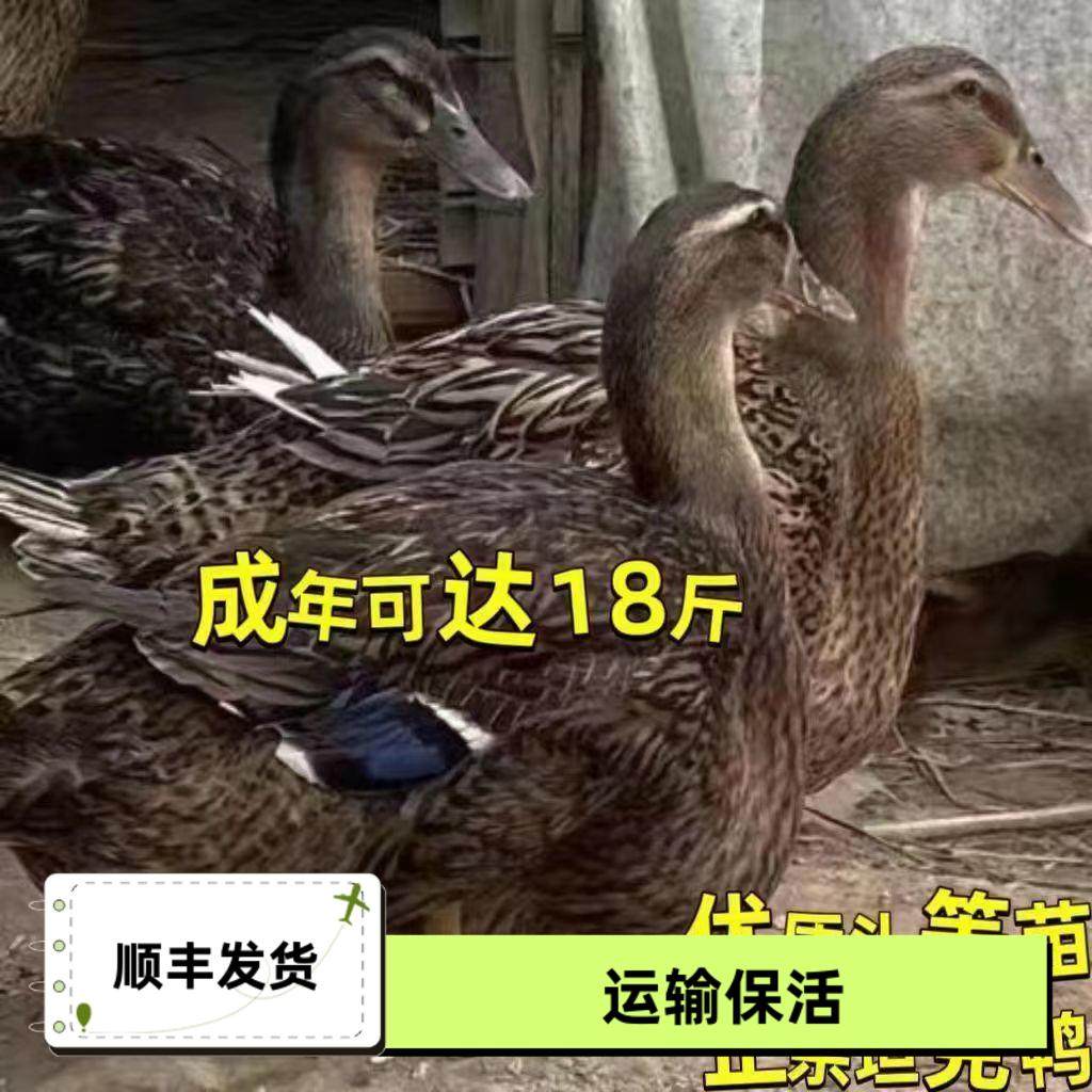 正宗坦克鸭活体黑番鸭绿壳蛋鸭大种鸭苗双黄蛋鸭好养鸭子绿头鸭,农用物资,动物种苗,淘宝优惠券,粉丝福利购,淘宝优惠卷