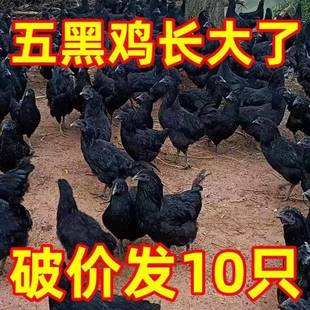 纯种1斤五黑鸡活苗五黑一绿壳蛋鸡活苗下蛋鸡苗脱温鸡小鸡仔活苗