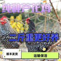 現(xiàn)貨二斤蘆花雞正宗綠殼