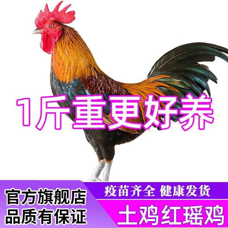 脱温一斤鸡活苗1斤瑶鸡脱温土鸡活体苗鸡苗红毛大公鸡土青脚鸡苗