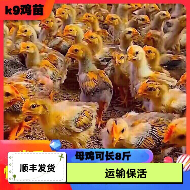 脱温鸡苗K9大种脚散养公