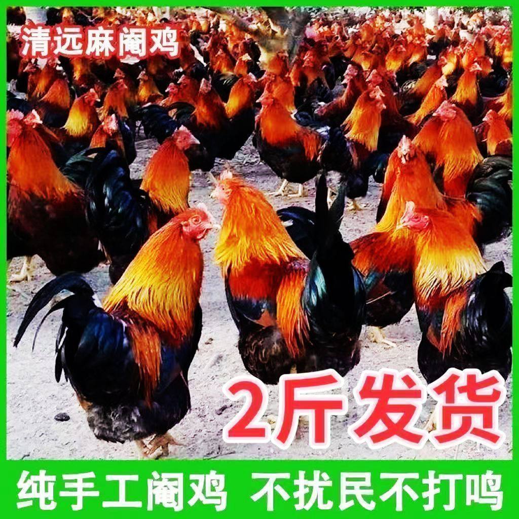 正宗散养清远麻鸡阉鸡二斤现货鸡苗清远鸡二斤公鸡健康发出基地,农用物资,动物种苗,淘宝优惠券,粉丝福利购,淘宝优惠卷