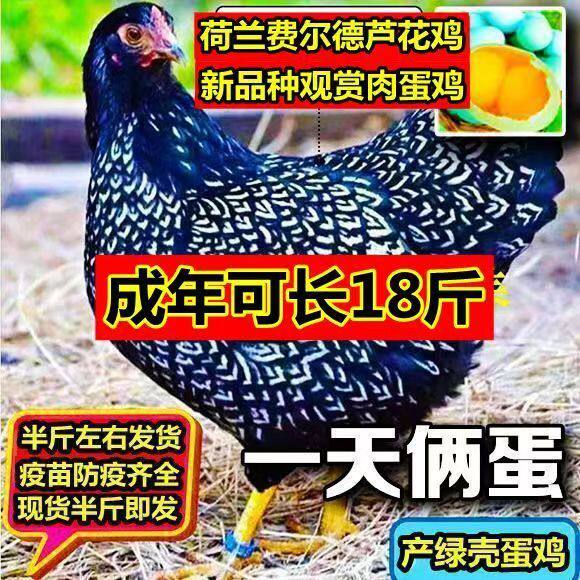 半斤荷兰费尔德鸡新品观赏鸡鱼鳞鸡怀特鸡活体怀恩多特黑白怀特