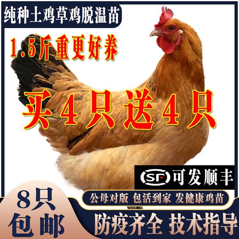 鸡活苗纯种土鸡活苗笨鸡活苗草鸡苗半大鸡脱温苗下蛋鸡草鸡老母鸡