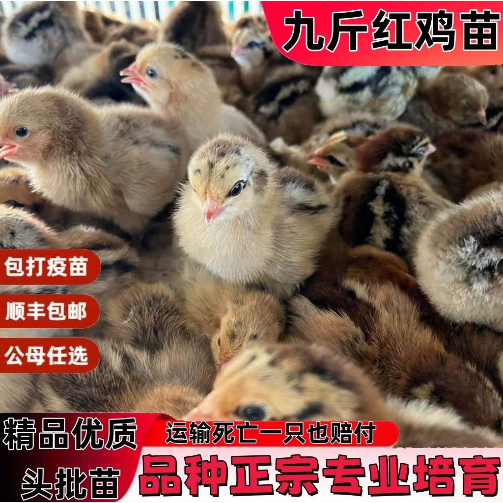 鸡活苗九斤红鸡活苗鸡大红公鸡蛋鸡土鸡笨鸡麻鸡小鸡活苗鸡苗
