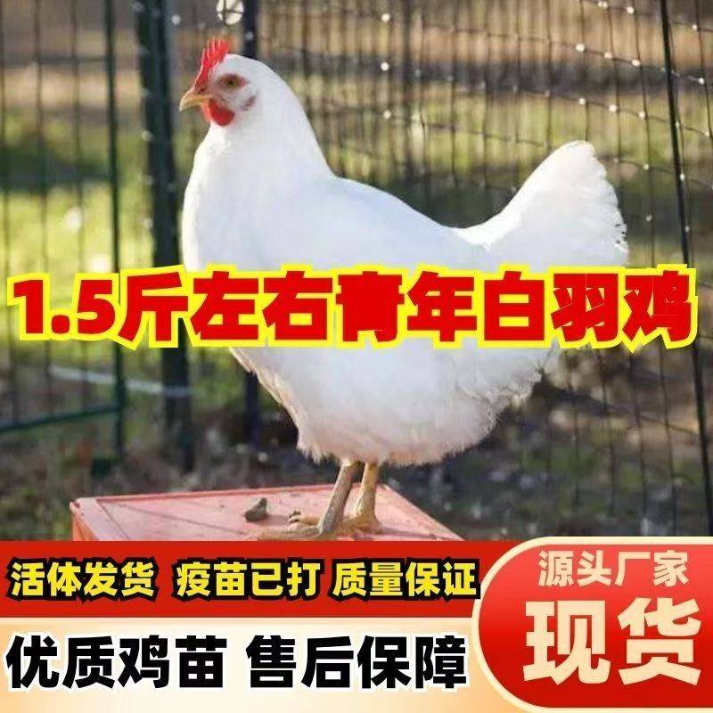 白来航鸡活苗白羽蛋鸡脱温苗小鸡苗母鸡公鸡土鸡苗活鸡产蛋鸡白皮