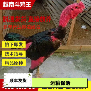 半大纯种越南鬼子斗鸡小鸡活苗正宗中原斗苗活体脱温缅甸斗鸡包活