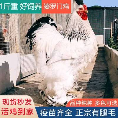 1斤婆罗门鸡活苗纯种巨型鸡梵天鸡活鸡包活到家正宗半斤鸡苗鸡崽