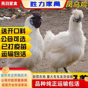 【1个月】鸡苗小鸡苗纯种白凤乌鸡鸡苗种蛋小鸡半斤一斤活体脱温