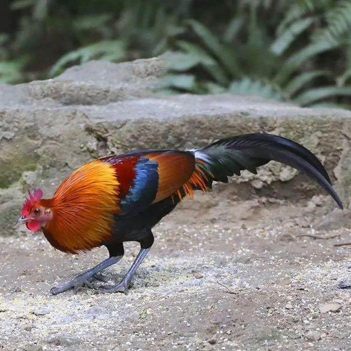 广西正宗二代原鸡散养成年茶花鸡云南固始鸡纯种宠物观赏包活到家,农用物资,动物种苗,淘宝优惠券,粉丝福利购,淘宝优惠卷