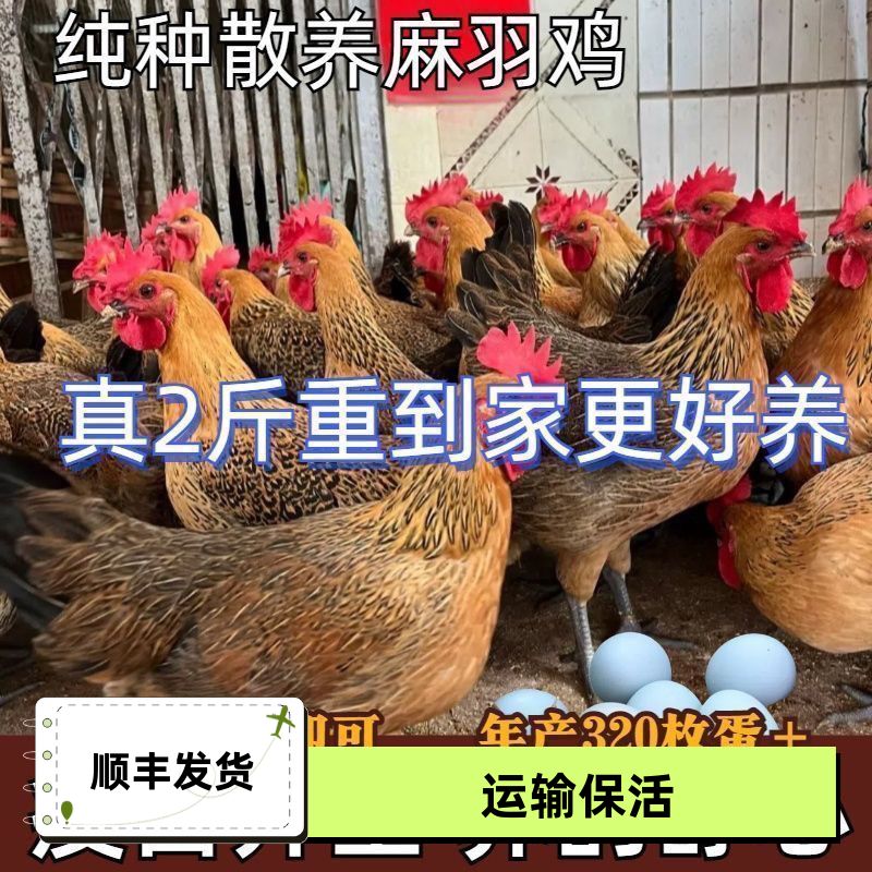 【现货】二斤左右麻羽绿壳蛋鸡高产蛋王鸡苗土鸡笨鸡散养青年鸡
