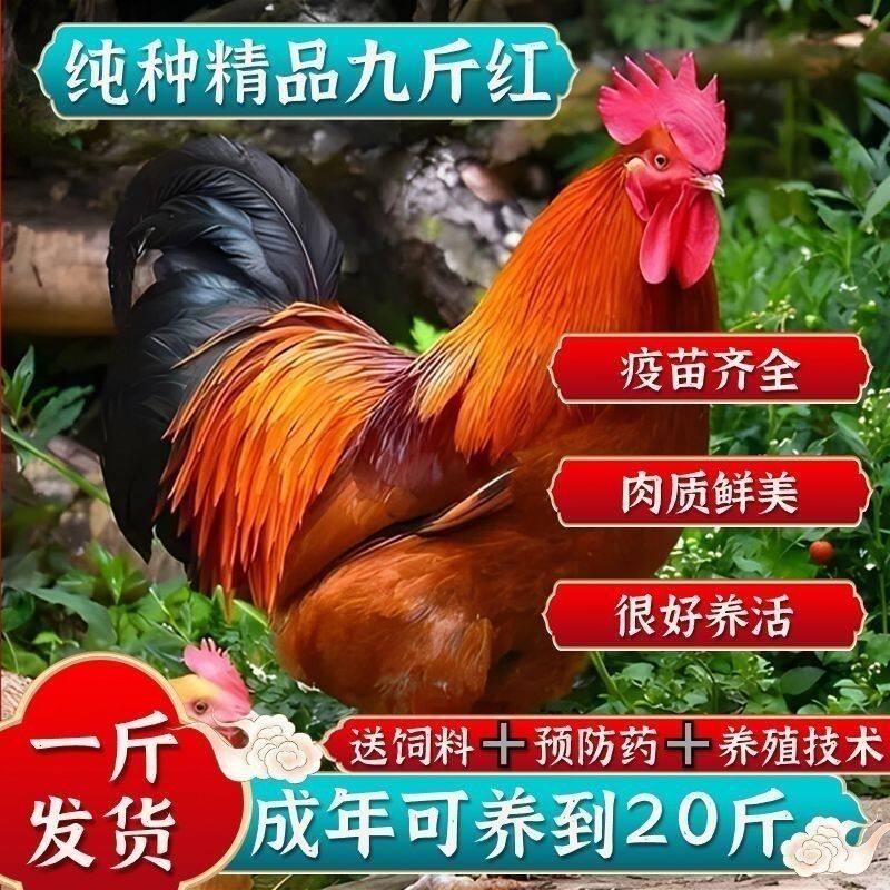 纯种红玉鸡活体一斤九斤红鸡大种肉鸡苗红公鸡活苗脱温小鸡大公鸡