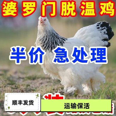 脱温婆罗门鸡活苗正宗梵