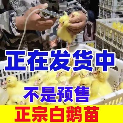 现货正宗大种白鹅苗产蛋