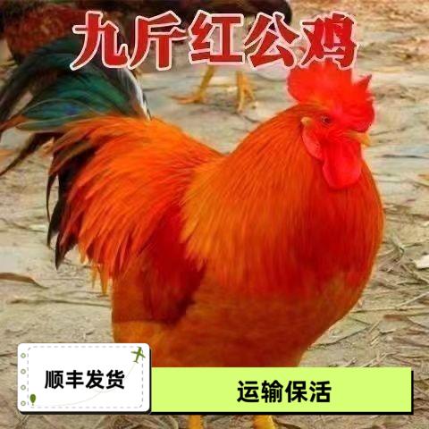 一斤九斤红大公鸡活的红