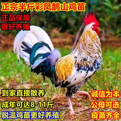 正宗彩凤鹊山鸡半斤发货