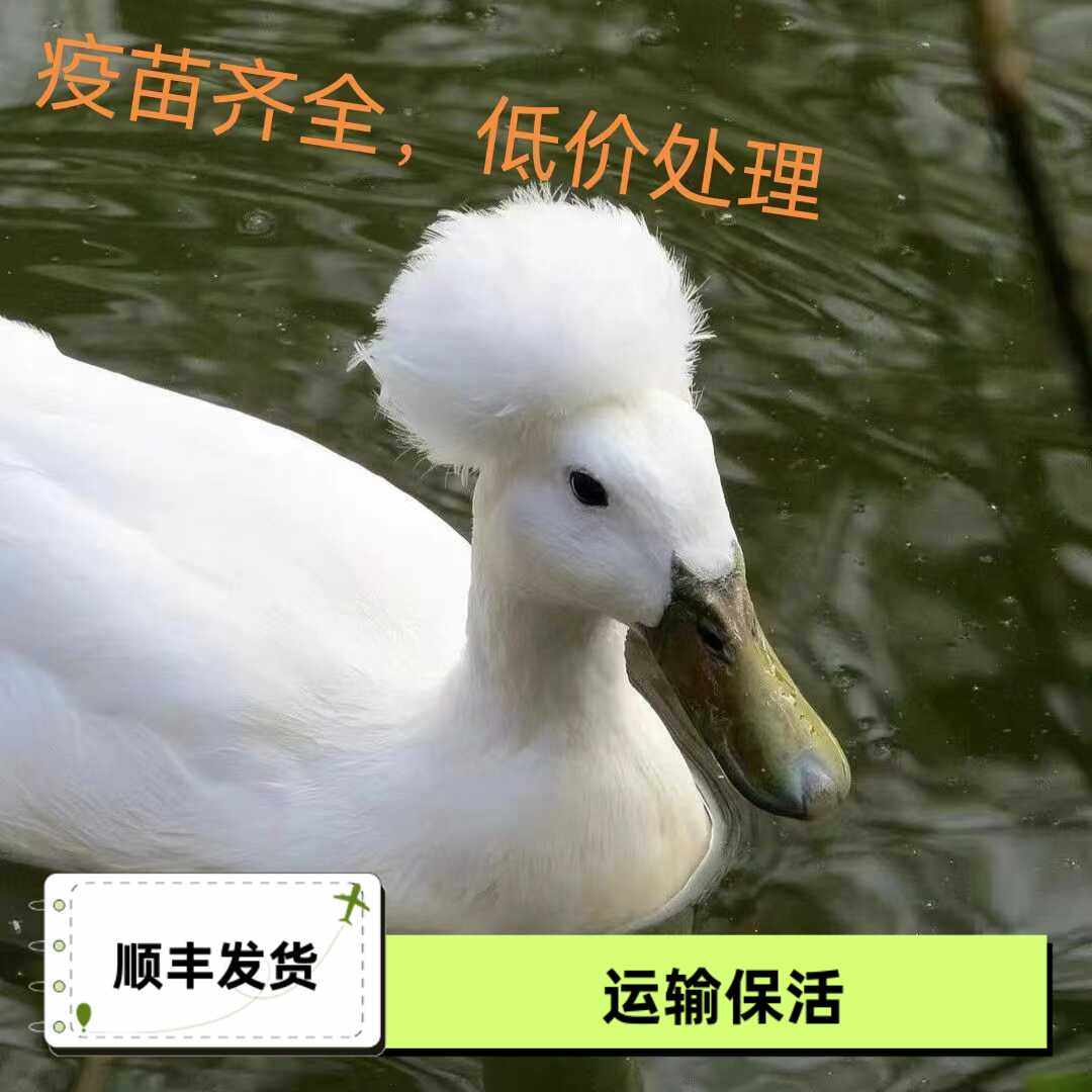 半斤凤头鸭苗种鸭帽子鸭宠物鸭观赏鸭网红鸭麻鸭土鸭蛋鸭散养包活,农用物资,动物种苗,淘宝优惠券,粉丝福利购,淘宝优惠卷
