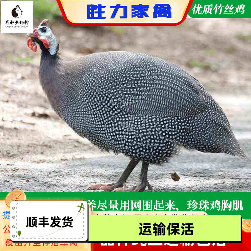 1斤珍珠小鸡脱温苗活体鸡