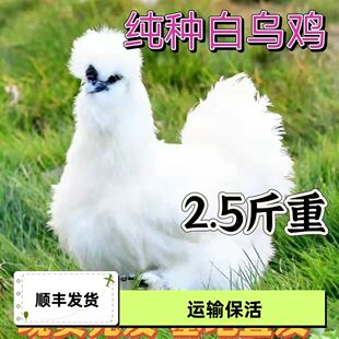 现货2.5斤白凤乌鸡苗大白凤乌白毛农家鸡新鲜活鸡正宗乌鸡散养
