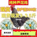 快绿壳蛋芦花芦花纯种绿壳蛋珍珠动物种苗苗活小苗活苗鸡活苗活鹅