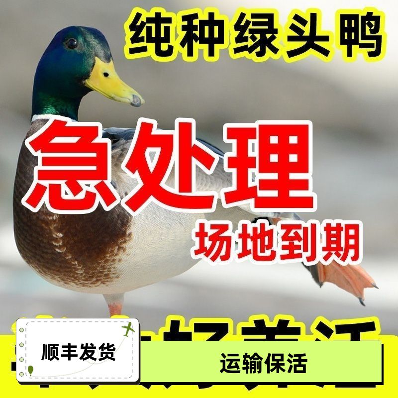 纯种一斤绿头鸭苗青活苗