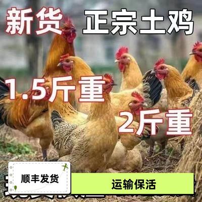 1.5-2斤正宗土鸡散养产蛋