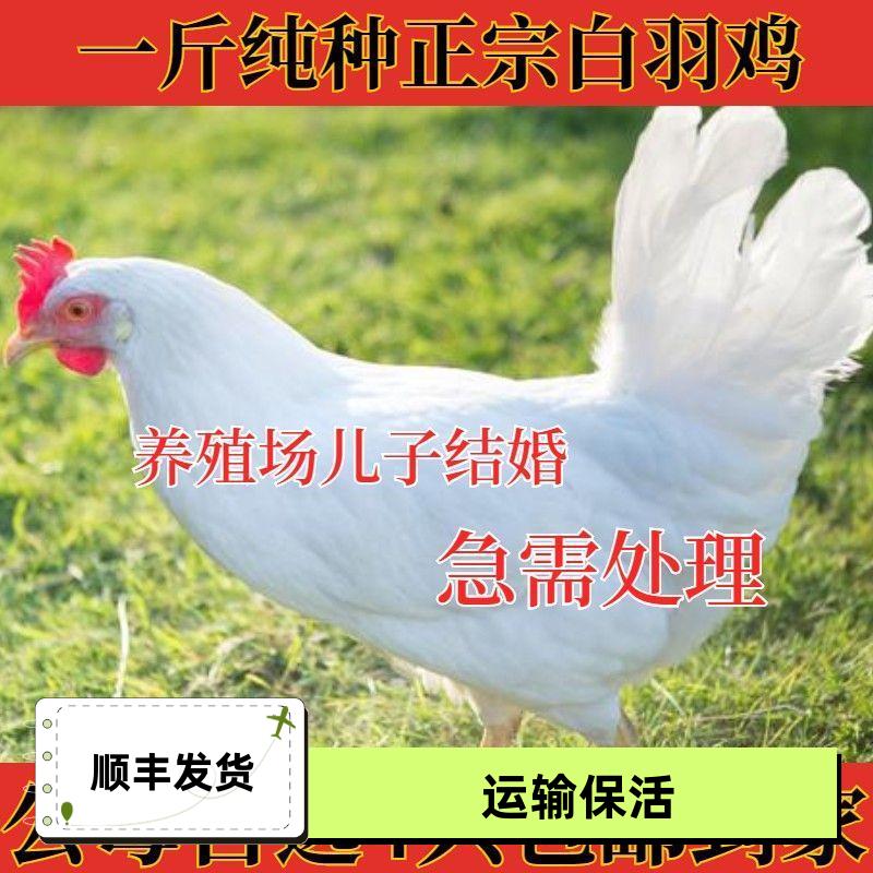 纯种高产白羽鸡活来航公