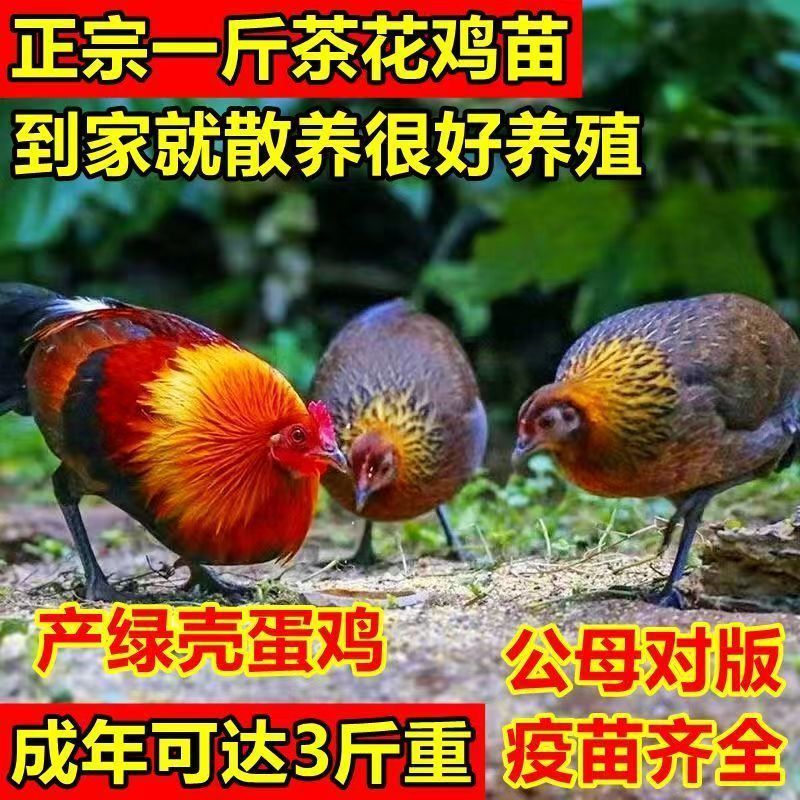 正宗广西原种一斤发货茶