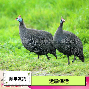 纯种珍珠鸡活苗一斤半大脱温珍珠鸡活体大型观赏小鸡苗宠物鸡活物